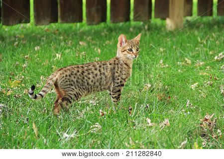 Savannah cat. Beautiful spotted and striped gold colored Serval Savannah kitten on a green grass lawn.