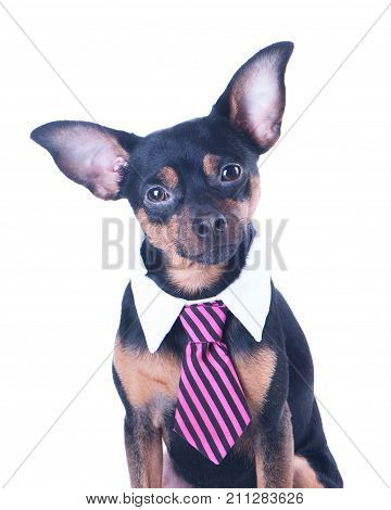 A dog toyterrier a tie and a white collar. Education training of dogs. Boss manager.