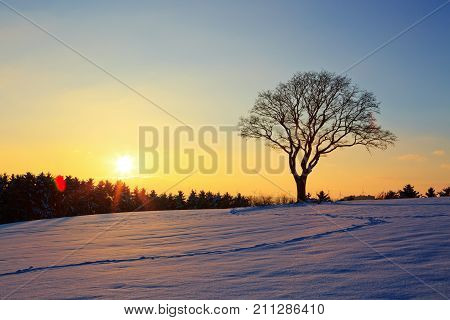 Snowy winter Christmas Landscape.Winter sunset over the snow-covered tree.