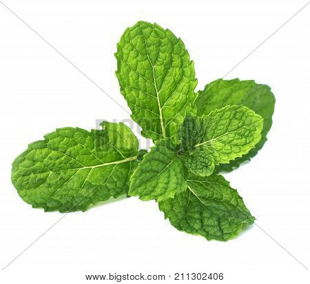 close up fresh green mint isolate on white background