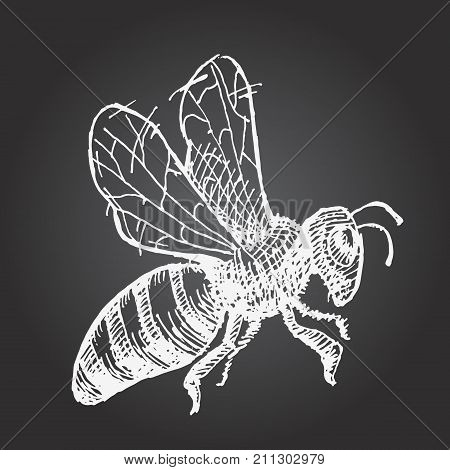 Hand Drawn Wasp