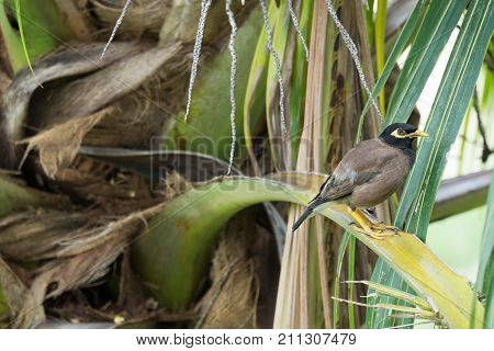 Common myna sitting on a branch of a palm tree