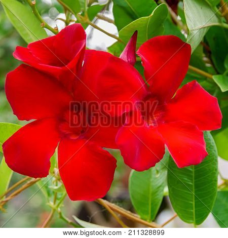 Bright Floral Background