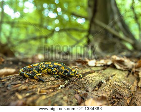Salamandra Salamandra In Natural Old Forest Habitat