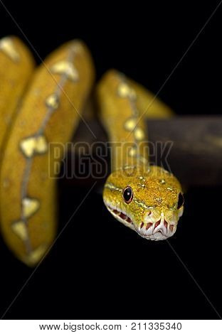 BYAK ISLAND GREEN TREE PYTHON ON BLACK BACKGROUND