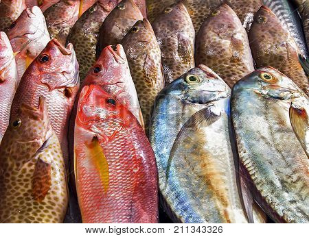 Fish Seafood On Ice