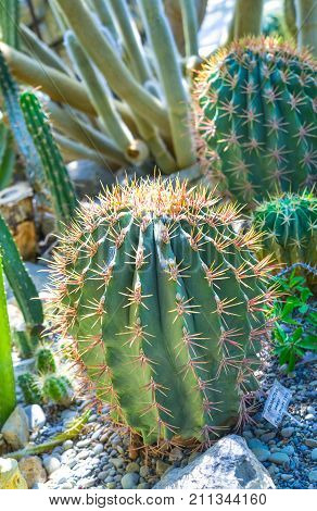 Exotic green cactus plants grow in flower pots in botanic garden. Greenhouse horticulture growing under sun indoor. Spiked peyote cactuses cultivated in botanic glasshouse and outdoor.