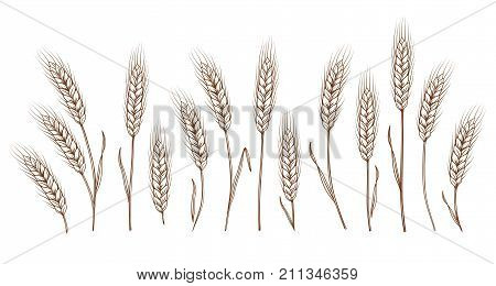 set of isolated hand drawn wheat ears on white background
