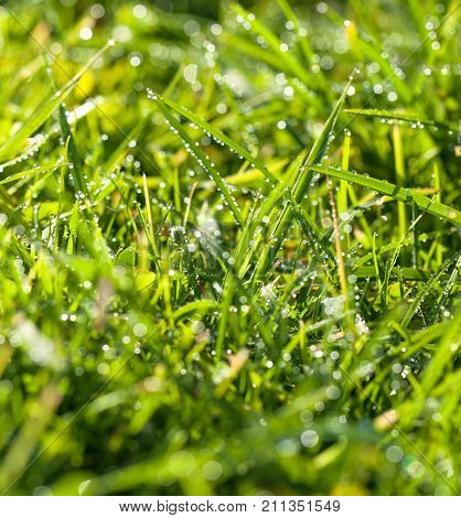 abstract blur background. panorama green grass with dew drops in sunlight on a spring meadow. grass in sunshine on lawn panoramic view.