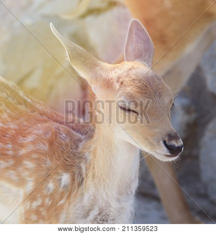 Portrait of Spotted Baby fawn under summer sunlight in the zoo paddock.