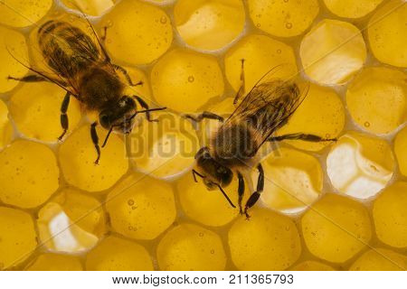 bees on beecombs with honey in the detail - a macro photo