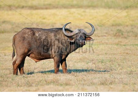 African or Cape buffalo (Syncerus caffer) in grassland, Addo National park, South Africa