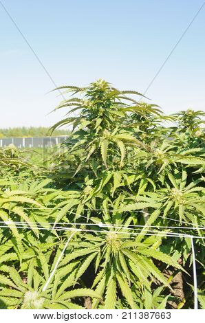 Cannabis growing on a legal medical grow farm in Washington