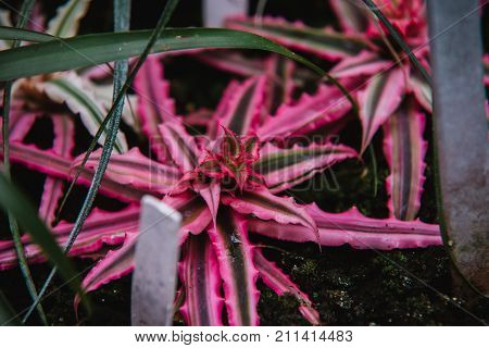 Close Up On Cryptanthus  Leaf, Top View