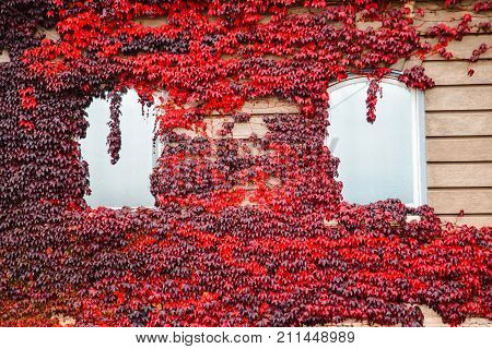 building with white windows and red ivy around it autumn