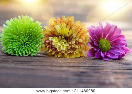 beautiful golden-daisy flowers on a wooden background