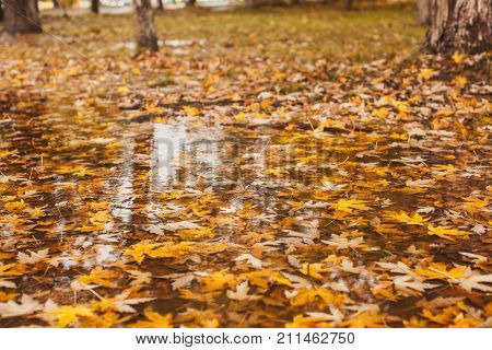 Macro view of yellow maple leaves in the pudde