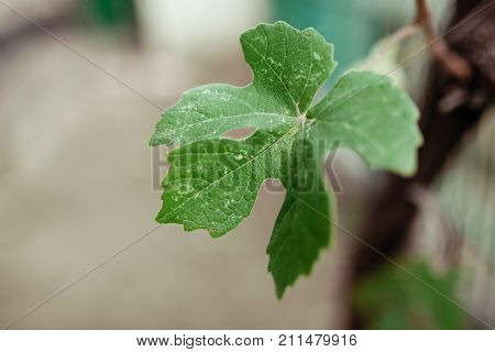Green leaves backgroundbackground imagebright imagesuitable for text insertion