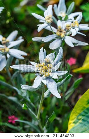 Edelweiss Alpine or Leontopodium ( lat. Leontopodium ). The flowering tree