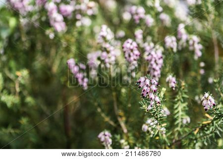 cute bell shaped tiny purple flower with its green leaves
