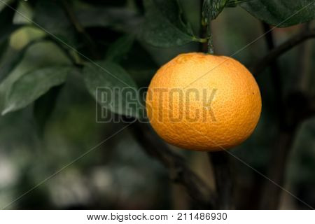 one single tasty oranges on a tree