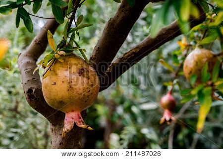 closeup of the exotic fruit 
