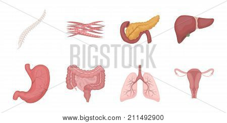 Internal organs of a human icons in set collection for design. Anatomy and medicine vector symbol stock  illustration.