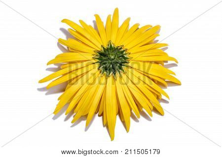 The Reverse Side Of A Yellow Chrysanthemum Flower On A White Background