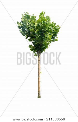green platanus tree isolated on white background