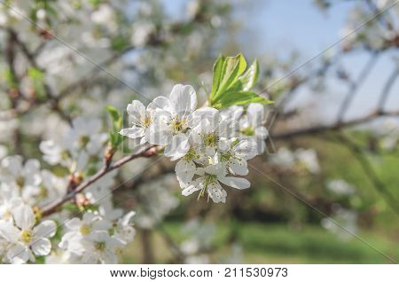 White Apple beautiful flowering apple tree blooming