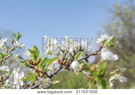 White Apple beautiful flowering apple tree blooming