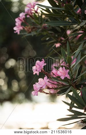 Vertical Shot Of Pink Oleander Flowers Shot With Shallow Depth Of Field