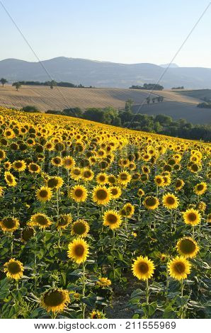 Rural landscape along the road from Filottrano to Appignano (Ancona Marches Italy) at summer.