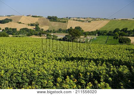 Rural landscape along the road from Jesi to Filottrano (Ancona Marches Italy) at summer.