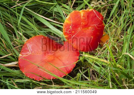 Scarlet Waxcap fungi (Hygrocybe coccinea) some times called Red Waxcap is usually found on cropped grassland or old lawns