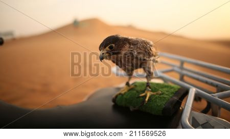 Eagle sitting. Slow motion. Desert in Abu Dhabi, United Arab Emirates