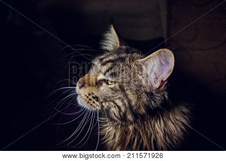 maine coon on a black background young