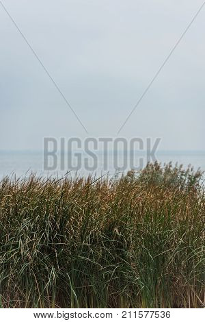 Grassweed