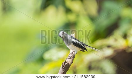 Bird (oriental Magpie-robin) In A Nature Wild