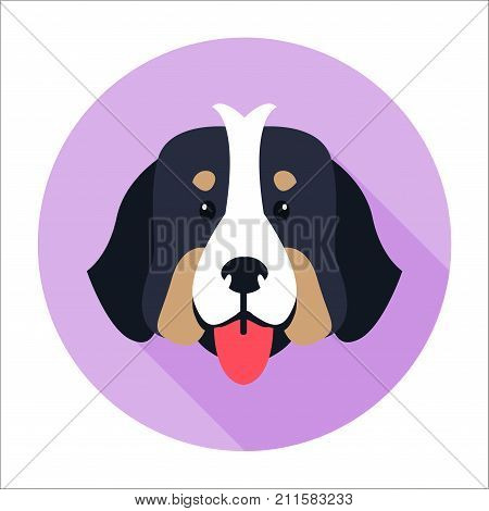Canine face of Bernese Mountain Dog flat and shadow theme on purple circle background. Heavy swiss highland and shepherd dogs shows red tongue. Close-up doggy head icon three-tone color, large size.