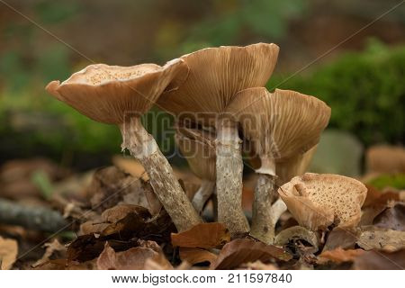 A group of mushrooms shot from a low angle