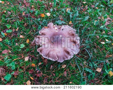 The last autumn mushrooms of Tricholoma on a glade in the forest.