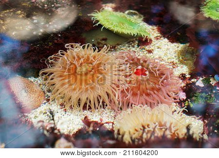 Sea Anemones In Coastal Waters. Bunodactis Reynaudi.