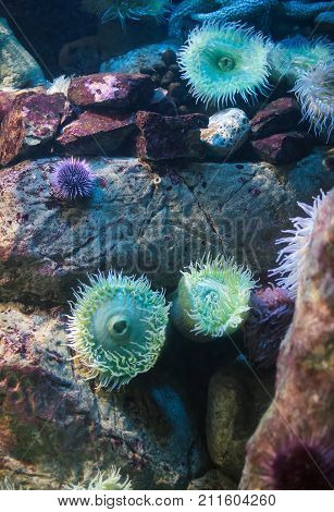 Sea Anemones In The Ocean. Bunodactis Reynaudi.