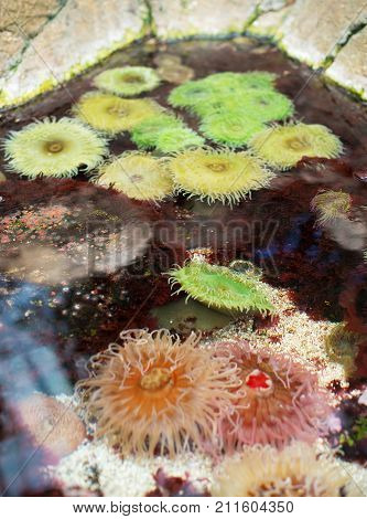 Sea Anemones In Coastal Waters. Bunodactis Reynaudi.