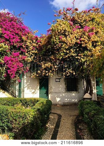 Lisbon Portugal - 21 Nowember 2016: Pink blossoming tree cute white house and clear blue sky - tranquility beautiful scene in Lisbon Portugal