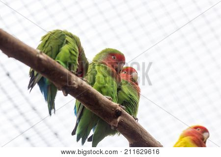 Orange Winged Amazon Canaima National Park In The Southeast Of Venezuela