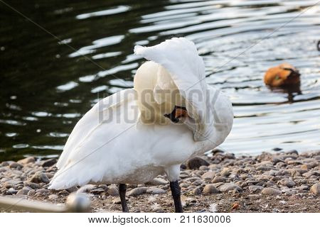 White Swan Near The Lake