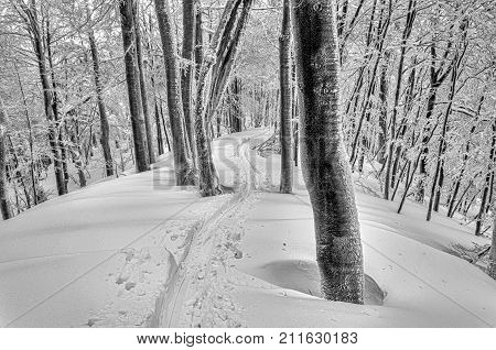 Ski track in mysterious snowy forest in deep snow