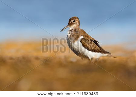 Beautiful wader bird on the ground an water of background. Common sandpiper